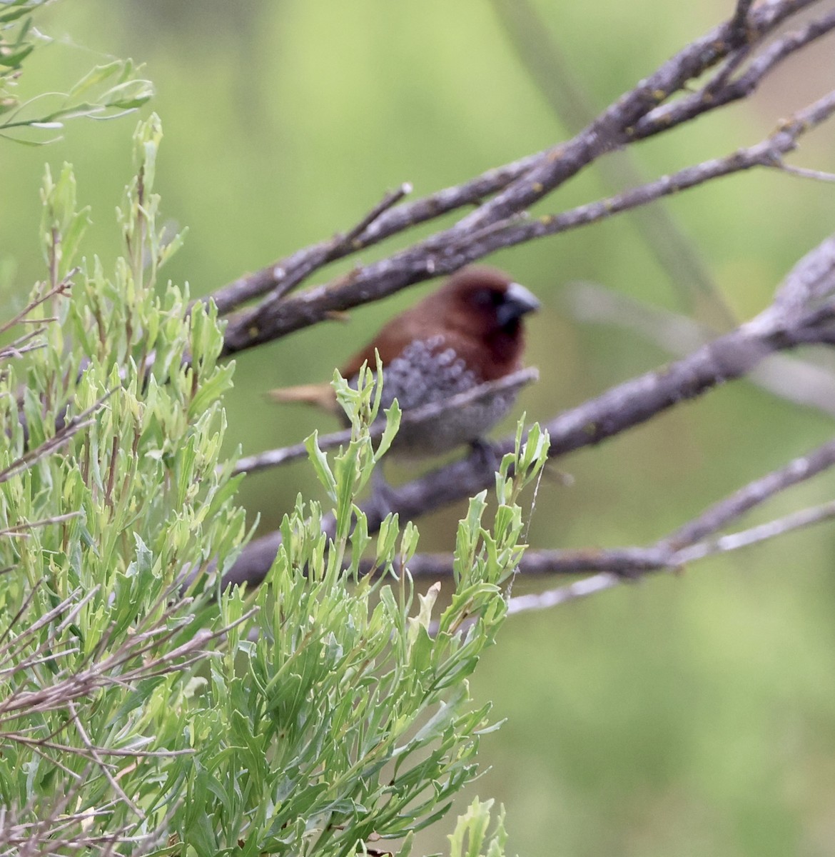 Scaly-breasted Munia - ML619886810