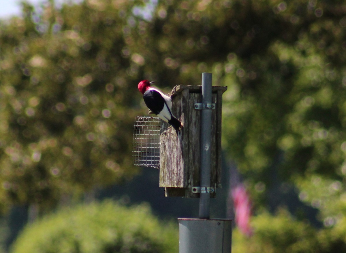 Red-headed Woodpecker - ML619886824