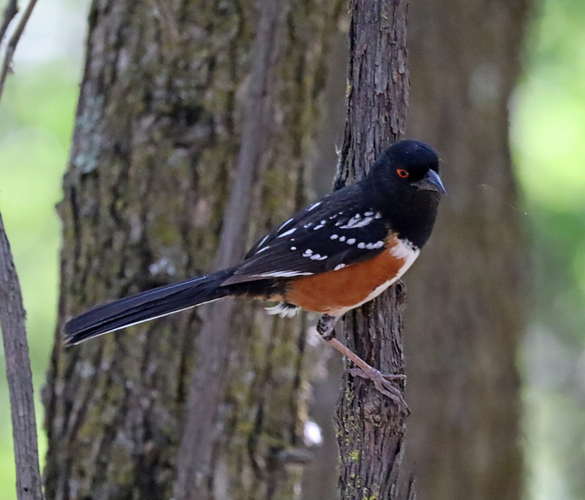 Spotted Towhee - ML619886825