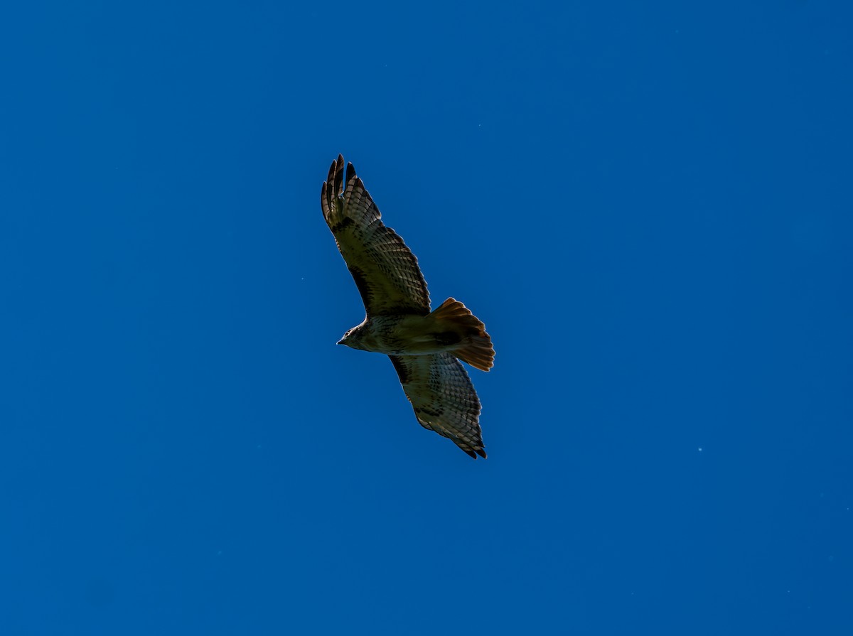 Red-tailed Hawk - ML619886828