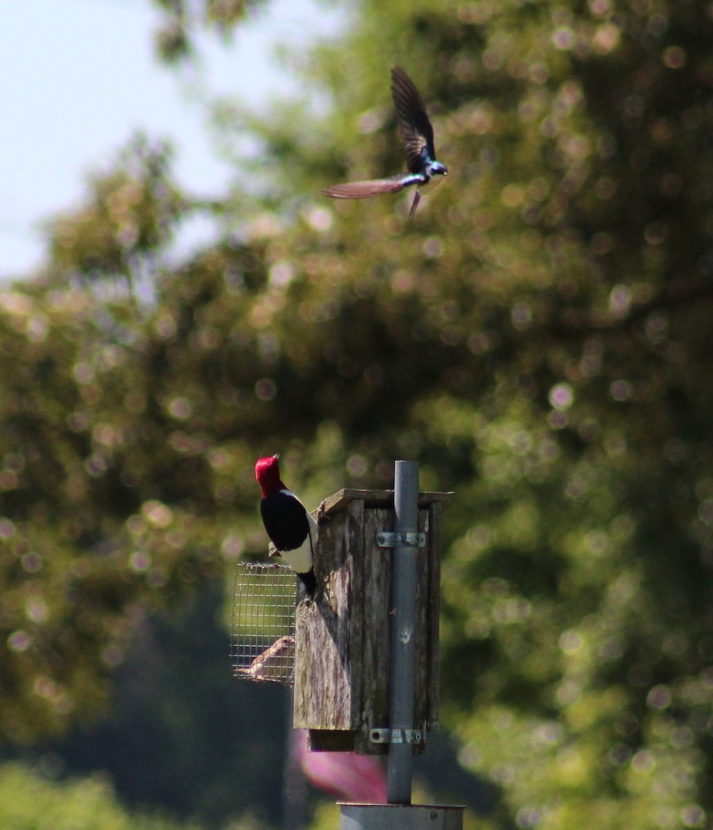 Red-headed Woodpecker - ML619886830