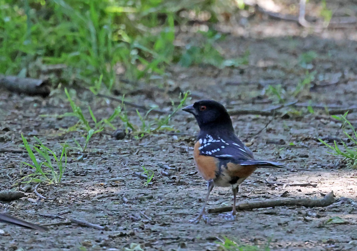 Spotted Towhee - ML619886831