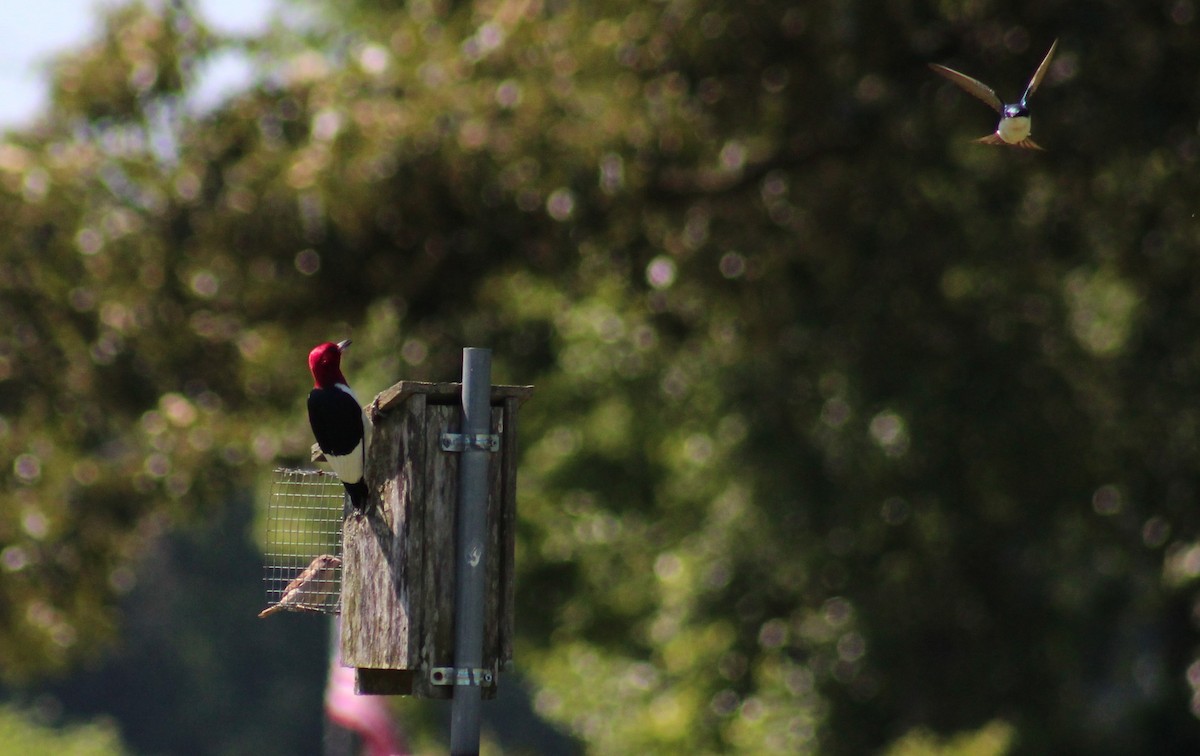 Red-headed Woodpecker - Maria Morelli