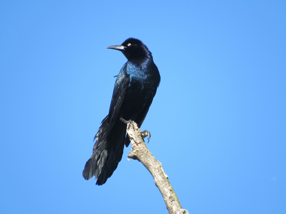 Boat-tailed Grackle - ML619886837