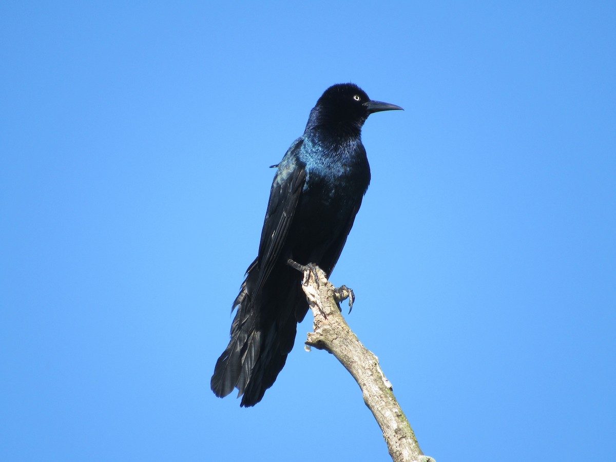 Boat-tailed Grackle - ML619886838