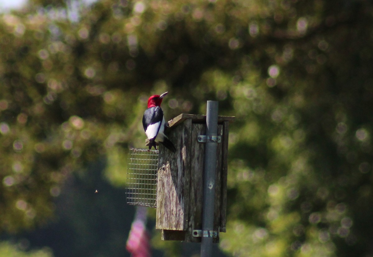 Red-headed Woodpecker - ML619886847
