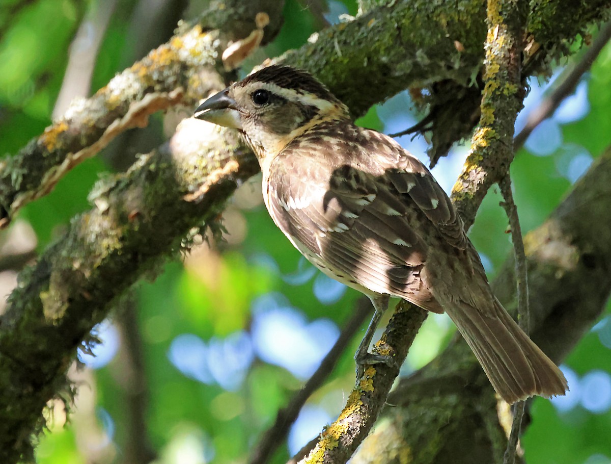 Black-headed Grosbeak - ML619886849