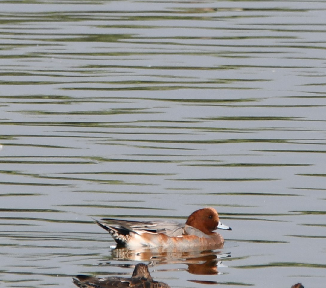 Eurasian Wigeon - ML619886852