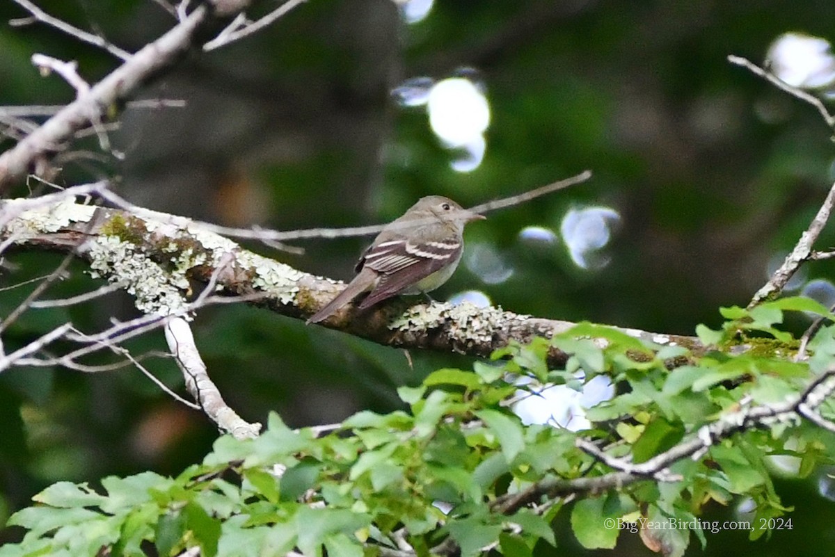 Acadian Flycatcher - ML619886861