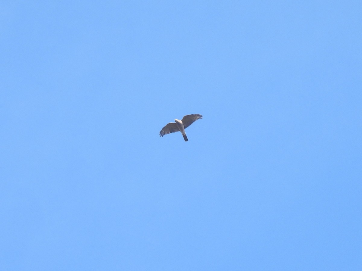 Brown Goshawk - ML619886864