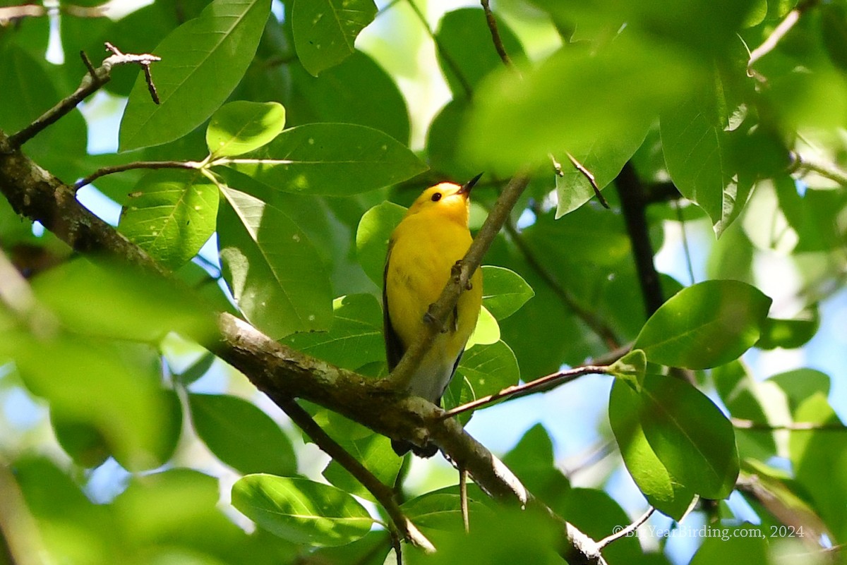 Prothonotary Warbler - ML619886865