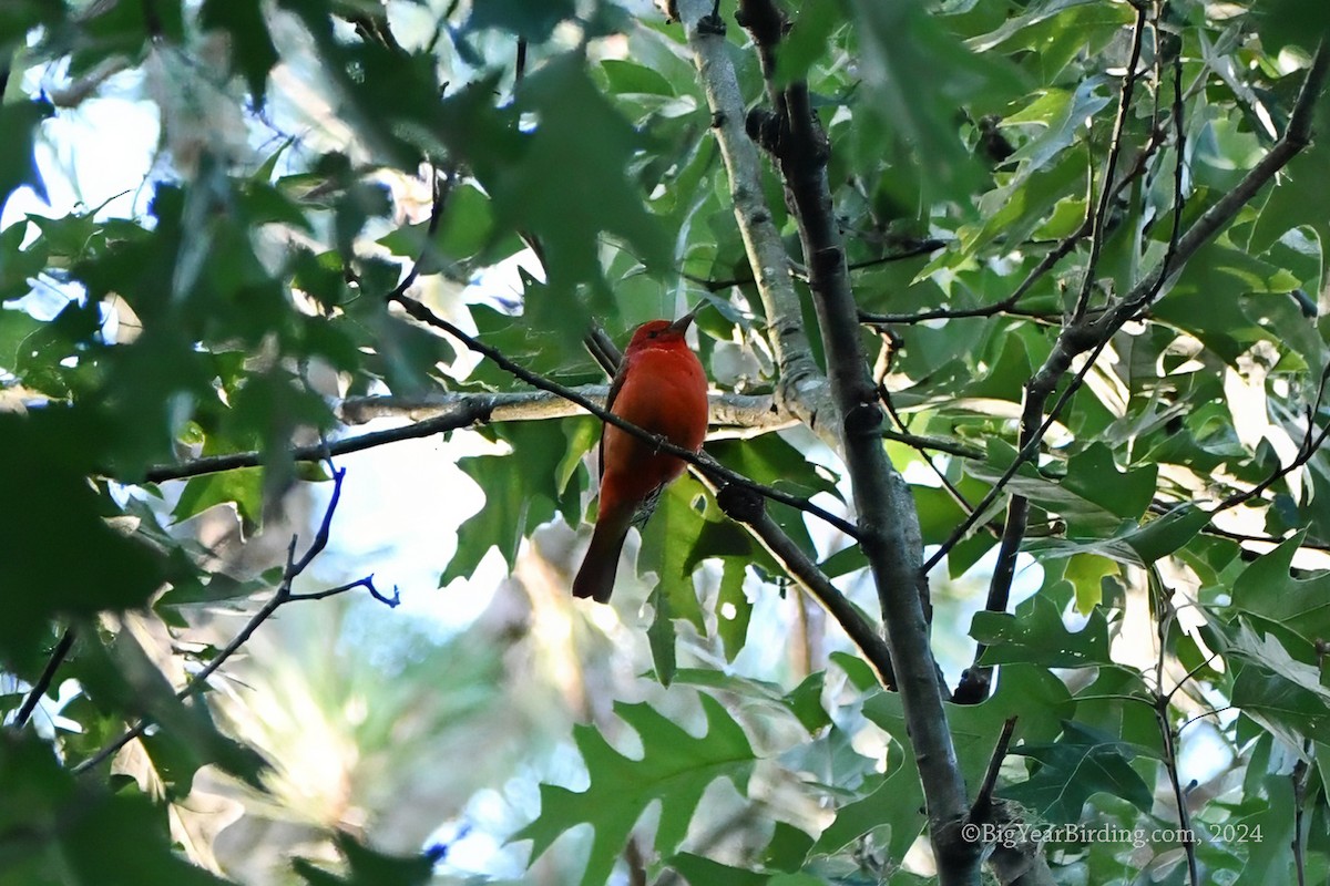 Summer Tanager - Ethan Whitaker