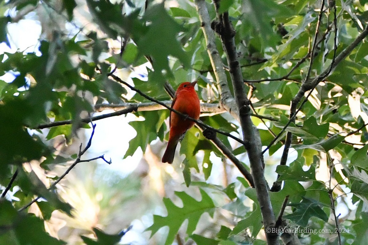 Summer Tanager - ML619886875