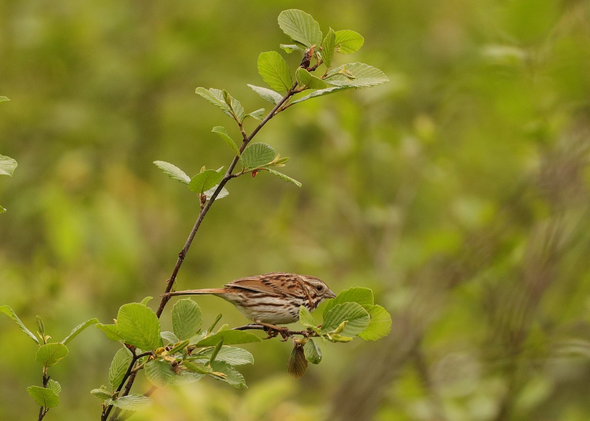 Song Sparrow - ML619886898