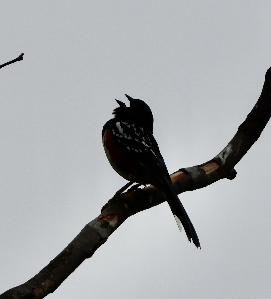 Spotted Towhee - ML619886912