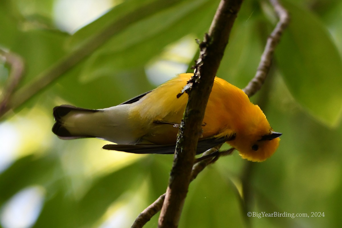 Prothonotary Warbler - ML619886913