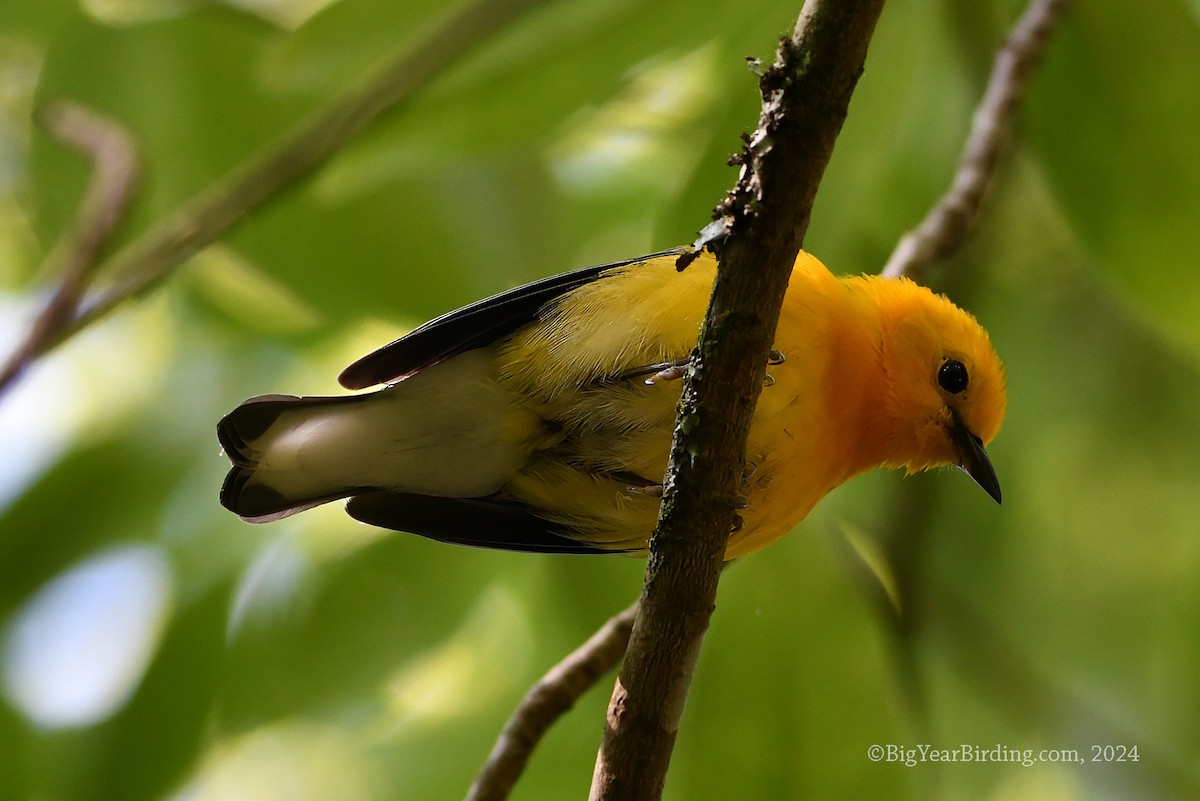 Prothonotary Warbler - ML619886914