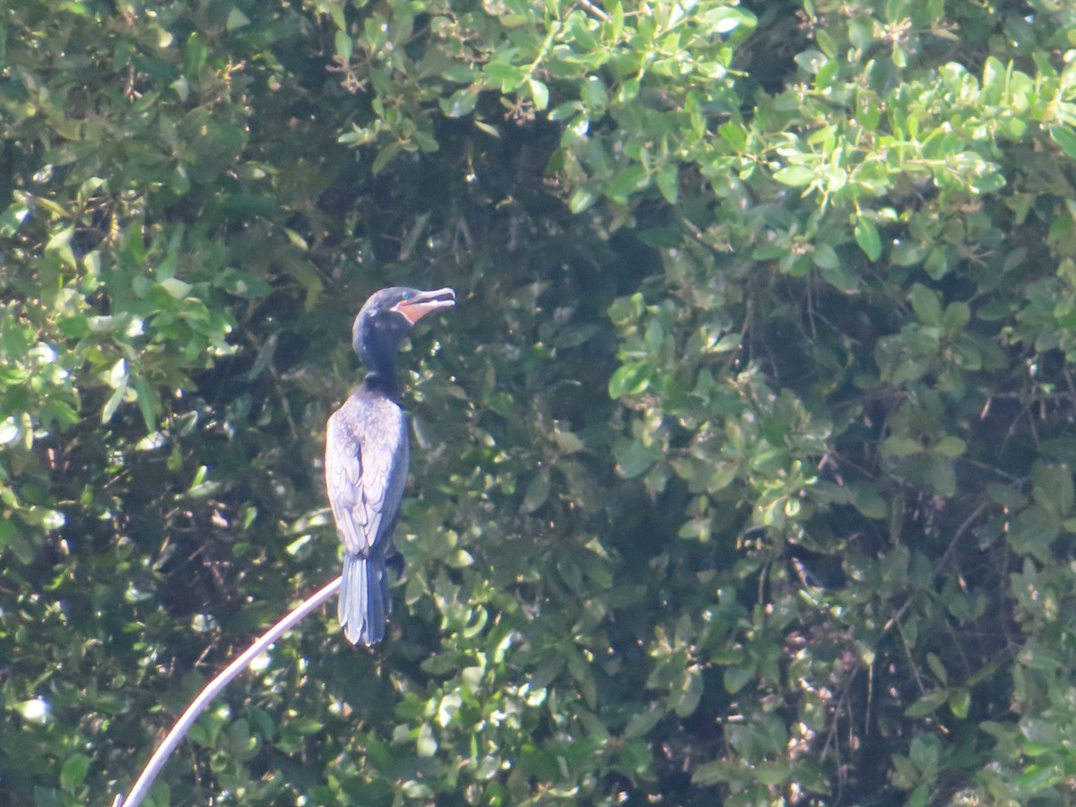 Neotropic Cormorant - ML619886927