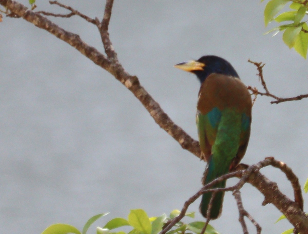 barbet velký - ML619886929