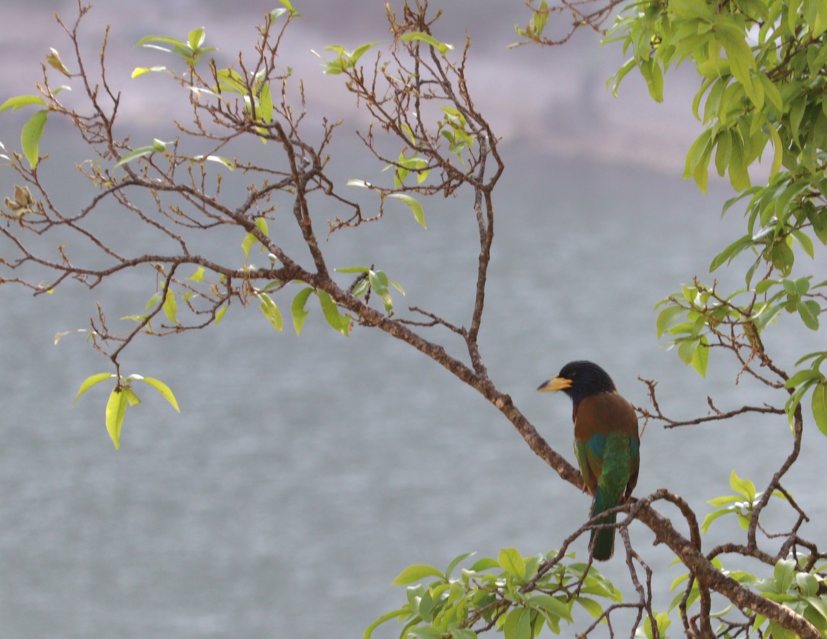 Great Barbet - ML619886931