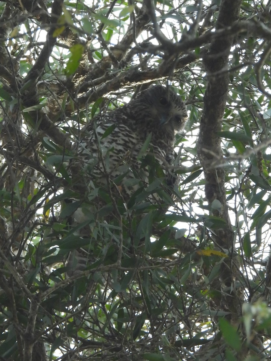 Powerful Owl - ML619886934