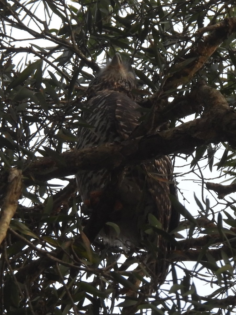 Powerful Owl - ML619886935