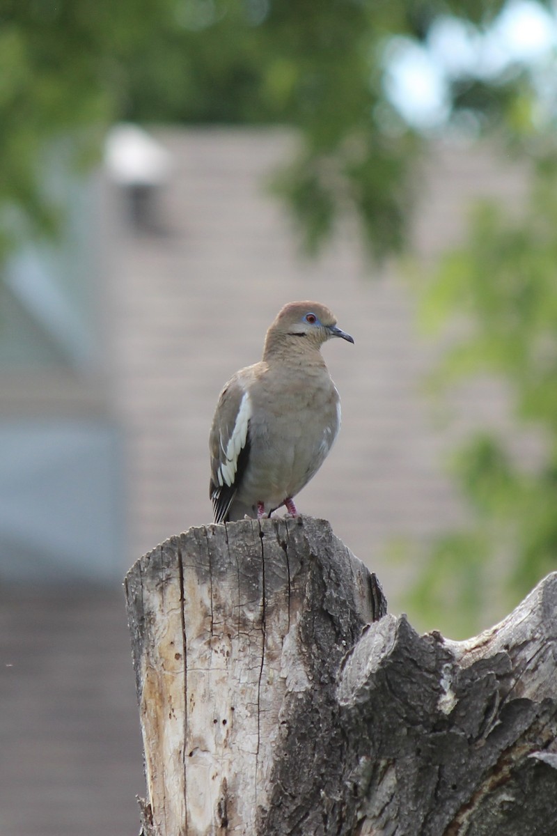 White-winged Dove - ML619886958