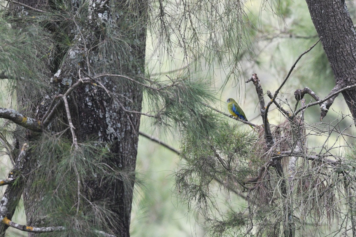 Turquoise Parrot - ML619886975