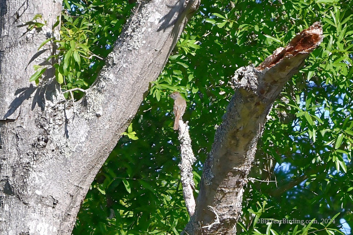 Great Crested Flycatcher - ML619886981