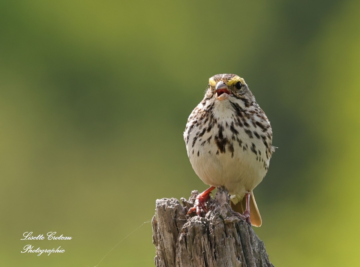 Savannah Sparrow - ML619887005