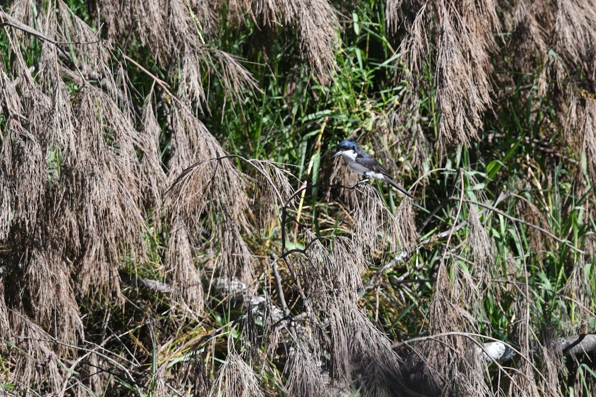 Restless Flycatcher - ML619887006