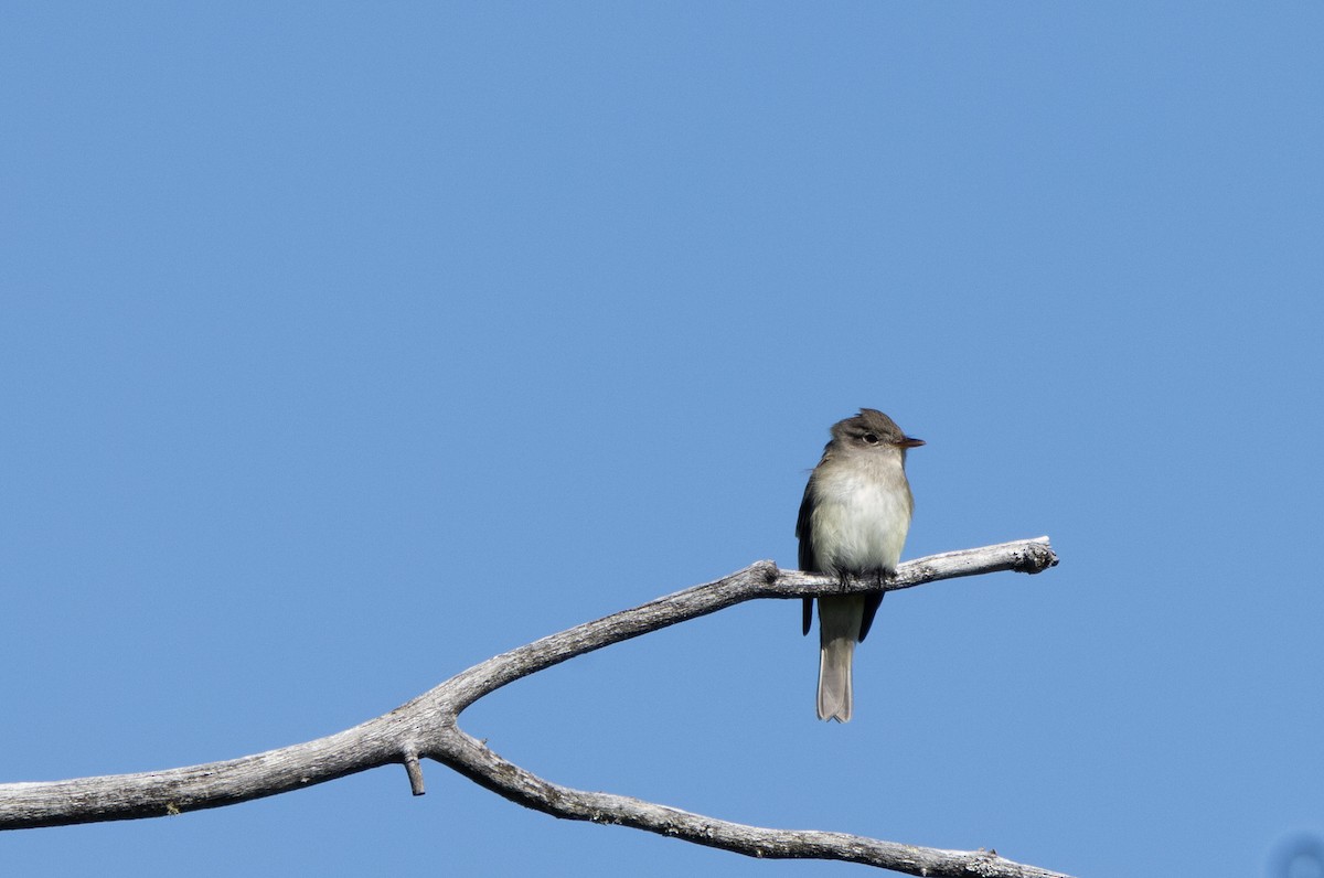 Alder Flycatcher - ML619887007