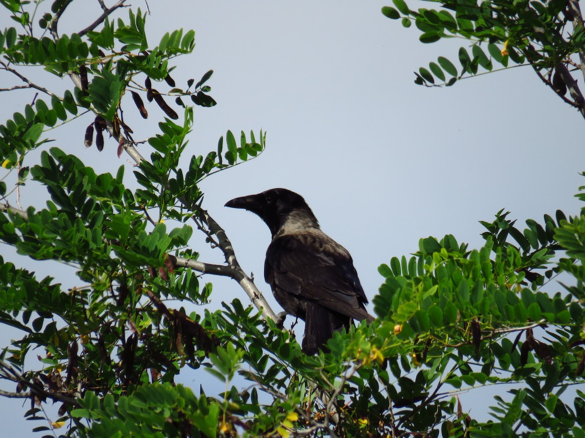 Hooded Crow - ML619887011
