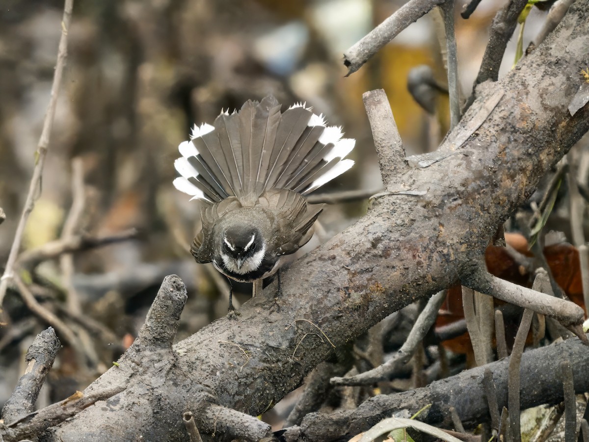 Philippine Pied-Fantail - ML619887021