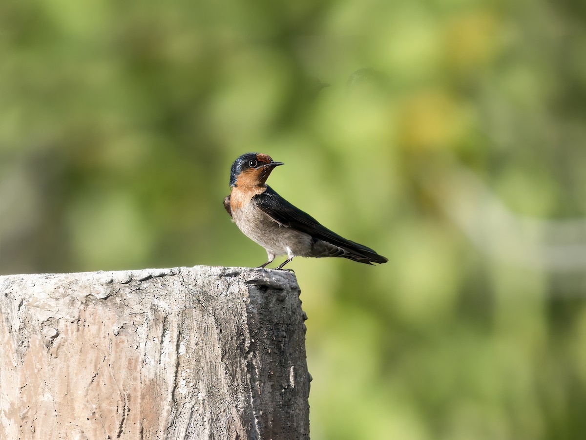 Pacific Swallow (Pacific) - ML619887034