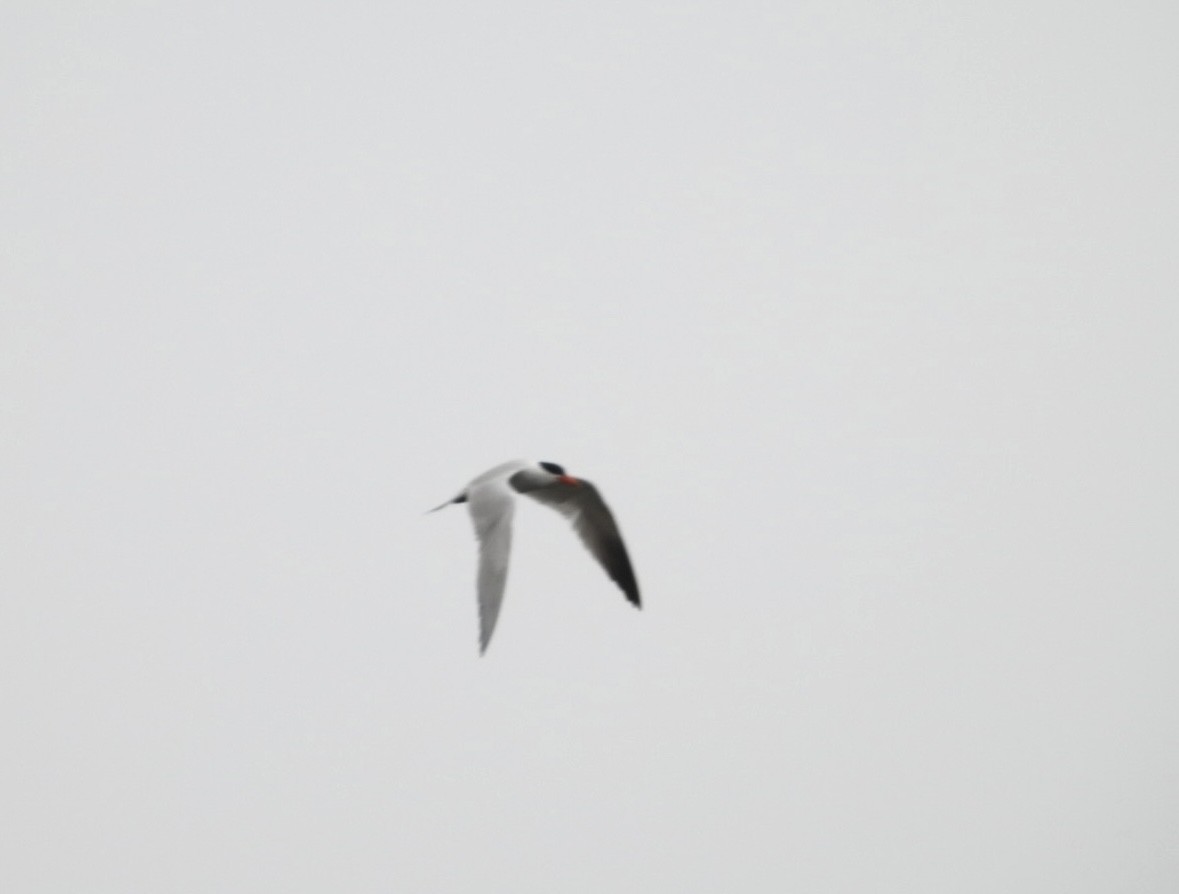 Caspian Tern - ML619887043