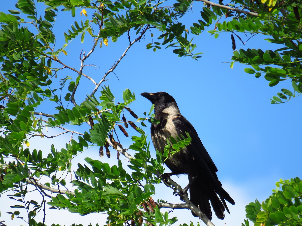 Hooded Crow - ML619887045