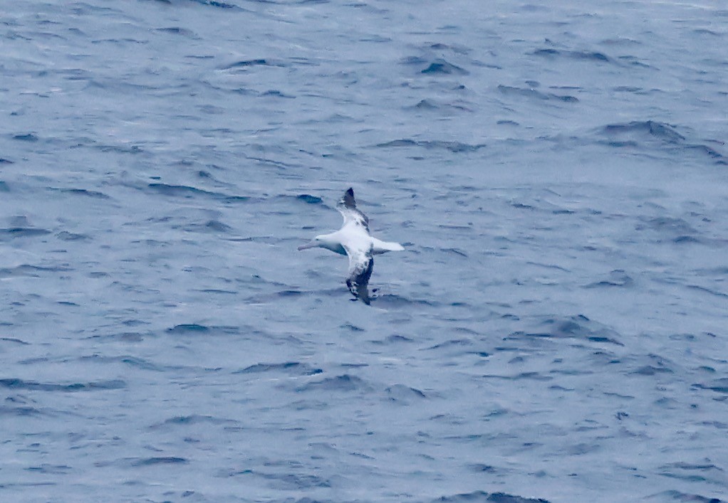 albatros stěhovavý - ML619887046