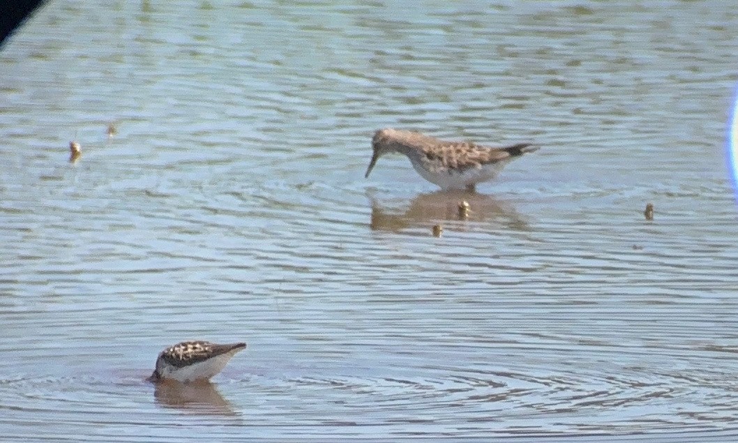 White-rumped Sandpiper - ML619887055