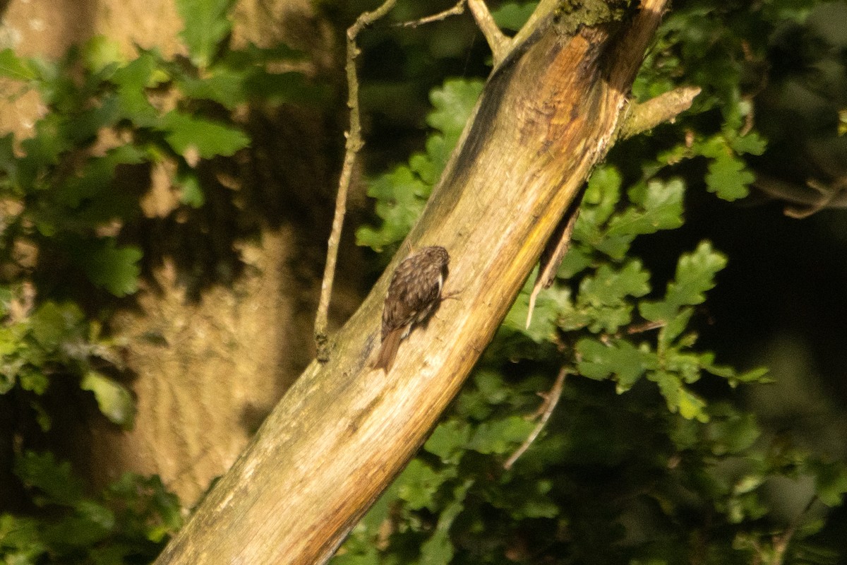 Short-toed Treecreeper - ML619887058