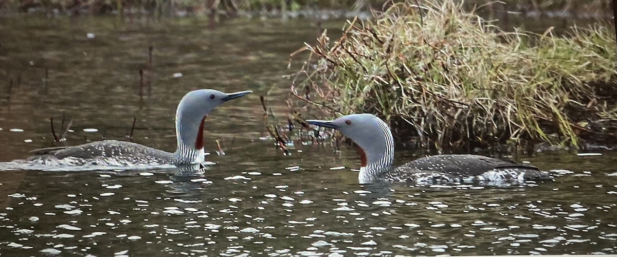 Red-throated Loon - ML619887090