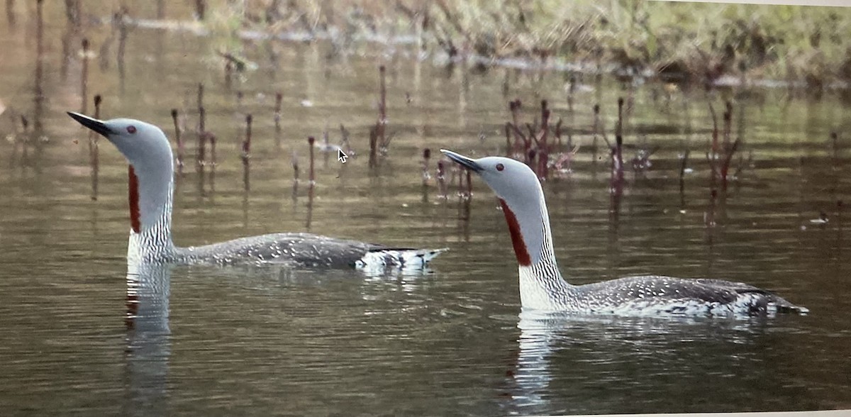 Red-throated Loon - ML619887092