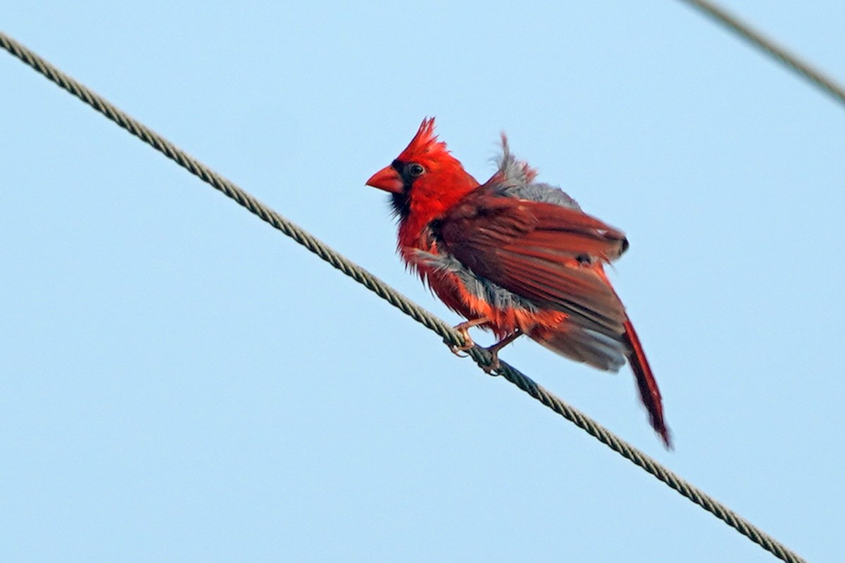 Cardinal rouge - ML619887110