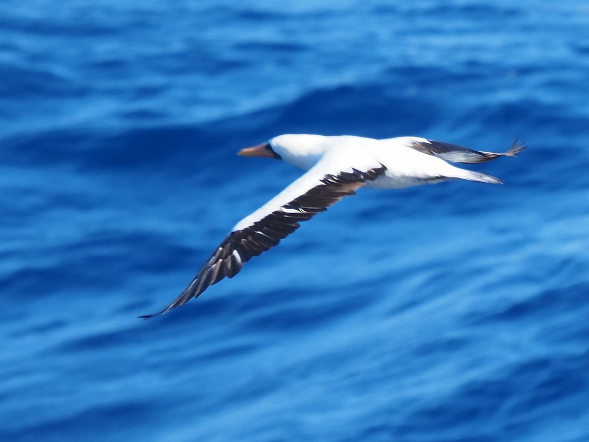 Nazca Booby - ML619887119