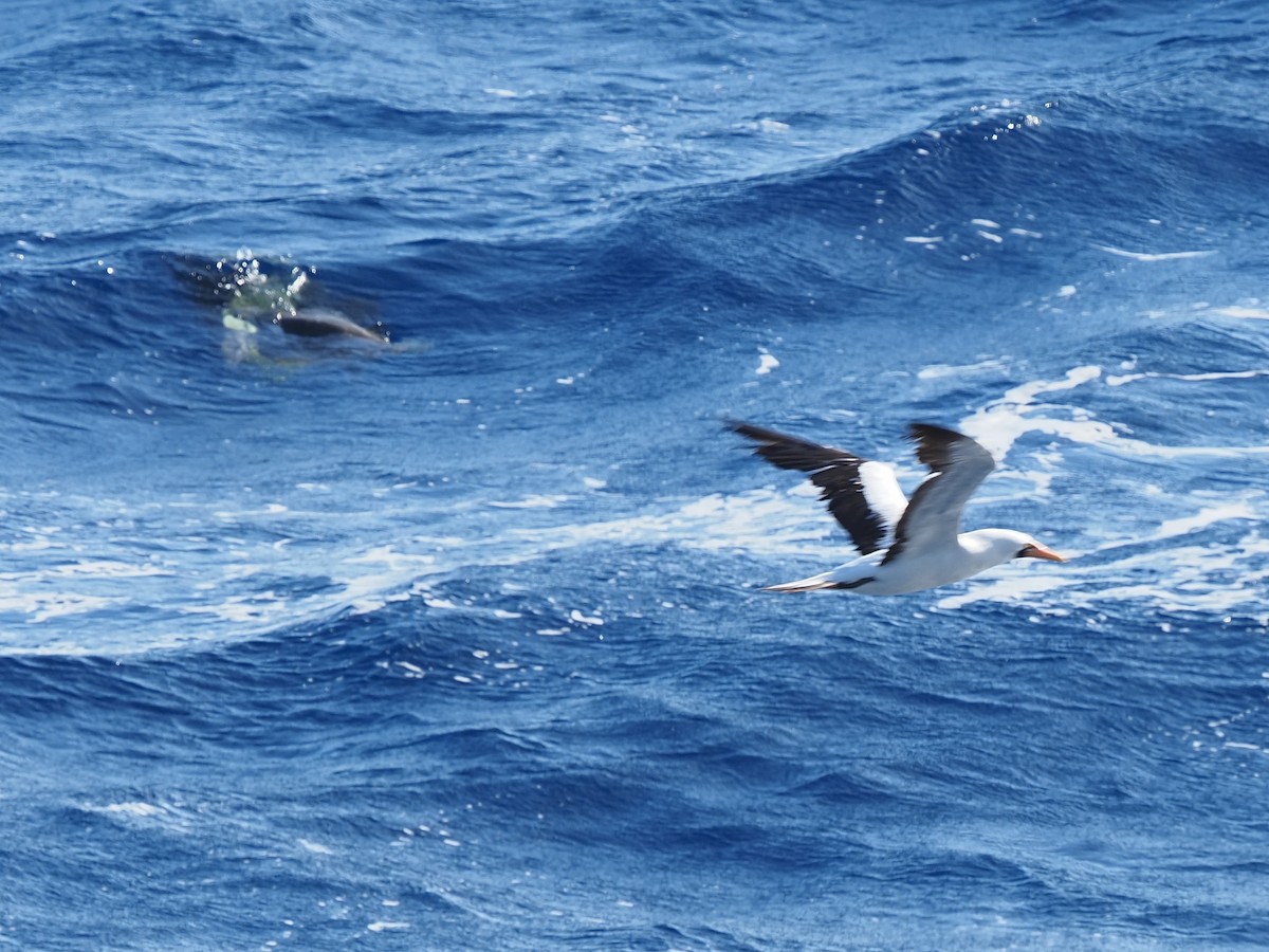 Nazca Booby - ML619887122