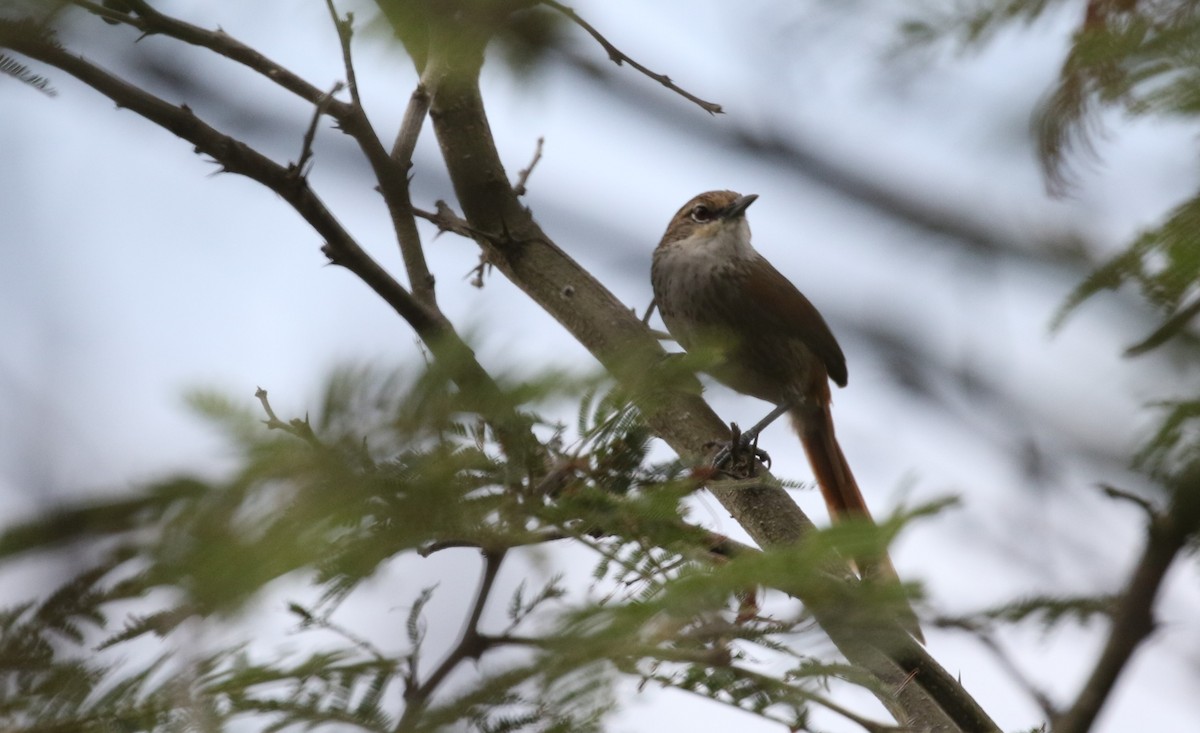 Chinchipe Spinetail - ML619887149