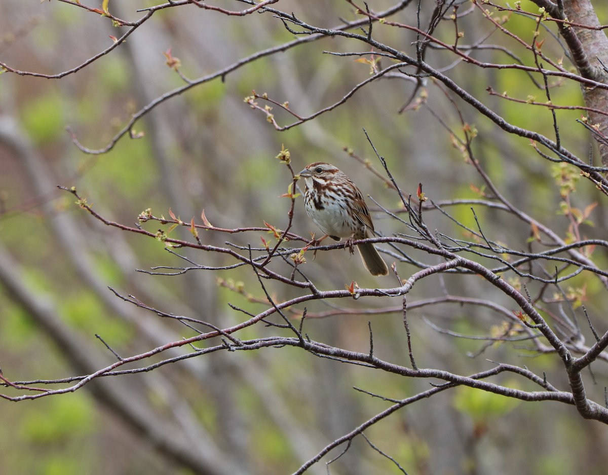 Song Sparrow - ML619887152