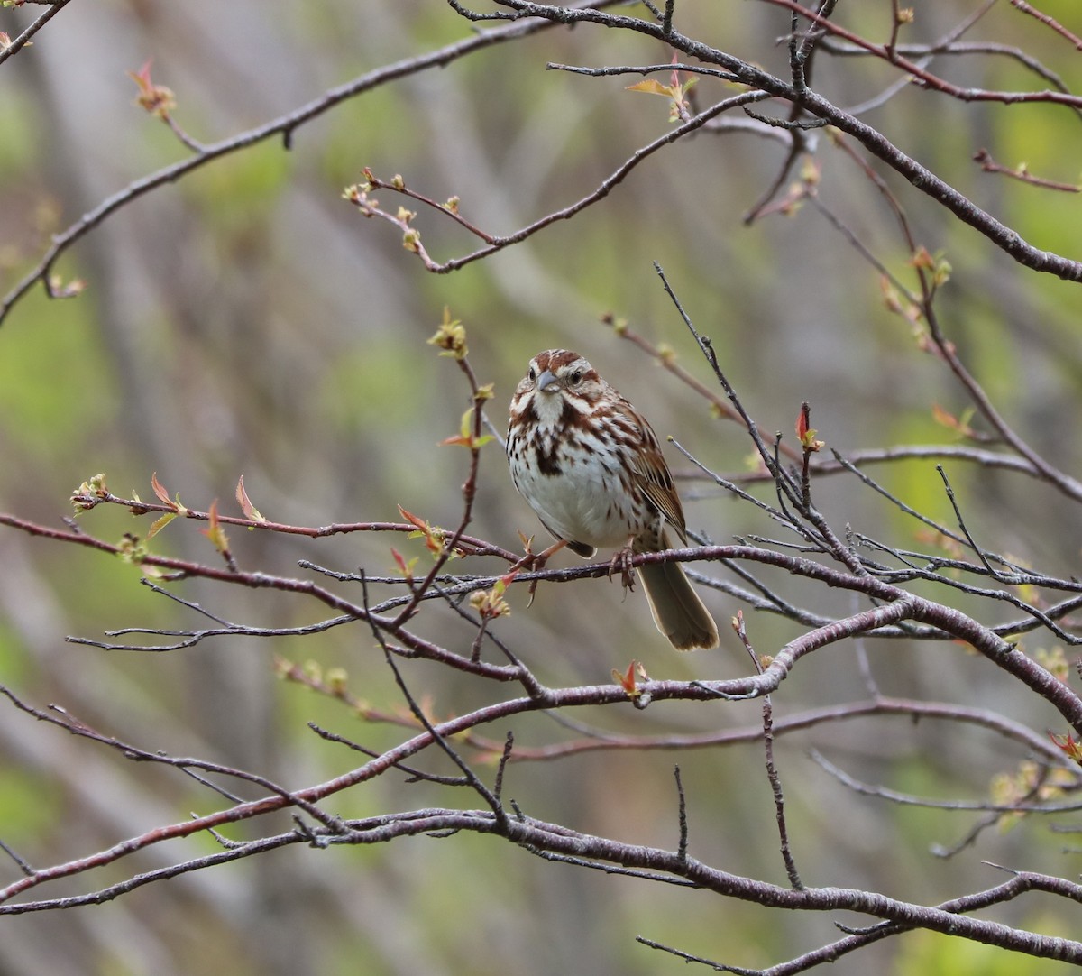 Song Sparrow - ML619887154