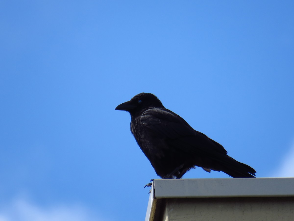 Carrion Crow - ML619887157