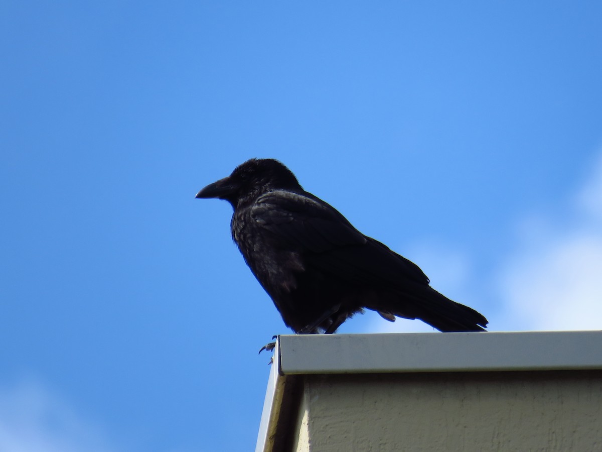 Carrion Crow - ML619887170